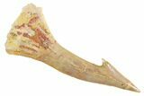 Fossil Sawfish (Onchopristis) Rostral Barb - Morocco #356450-1